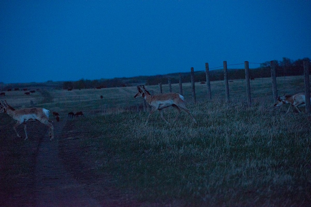 herefordcows's tweet photo. Our #summerspeedgoats have returned.  We're not really antelope country but there's a growing few that like summer life at the northern range of the #pallisertriangle.  Apparently our fences are #antelopeapproved. #theyvegotthisgigfiguredout #northofhwy9 https://t.co/TvmgxcKGx3