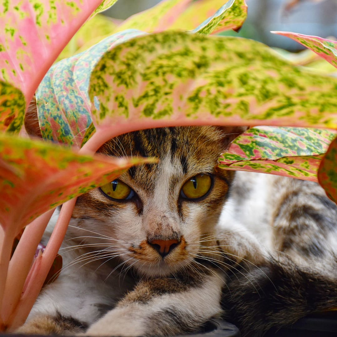 ty_ayumi's tweet photo. Cuteness is hiding.....🐱🐱#cute#cat https://t.co/oTRJncFHvw