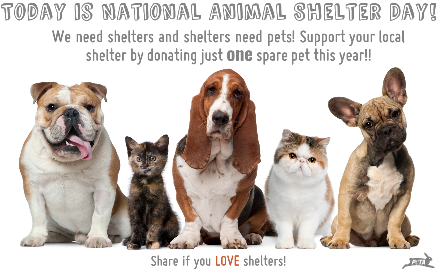 KydeandEric's tweet image. Every May 18th I try to raise awareness but it never goes anywhere. Let's get this going this year!

Of course May 18th is the special day, but we can celebrate year round! @peta