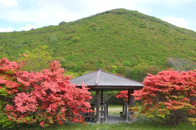hakobura's tweet photo. 函館市東部の恵山つつじ公園で、鮮やかなピンクのエゾヤマツツジが開花しました！ 今週末がベストコンディション。恵山つつじまつりも開催され、道の駅なとわ・えさんに露店も出ます。
開花状況https://t.co/QoHeCc2w82
イベント情報https://t.co/s8FCMGtZlZ
#hakodate #函館 #恵山 #次の旅行は函館へ https://t.co/24wcoXRM4Z