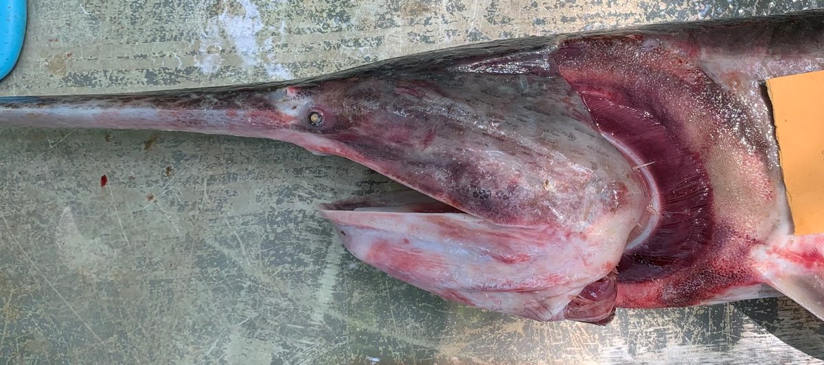SRiderfishbio's tweet image. Another #paddlefish injury/abnormality, this one with a missing operculum flap! #Polyodon #Polyodonspathula #AlabamaNativeFishes #AlabamaRiverStreamFisheriesProgram