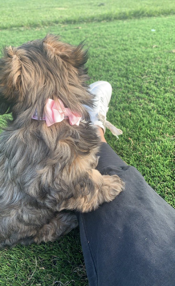 When low extremity numbness occurs take time and lots of patience to try to get a photo of your new puppy Luna 🐶 #MS #MultipleSclerosis #MSchat