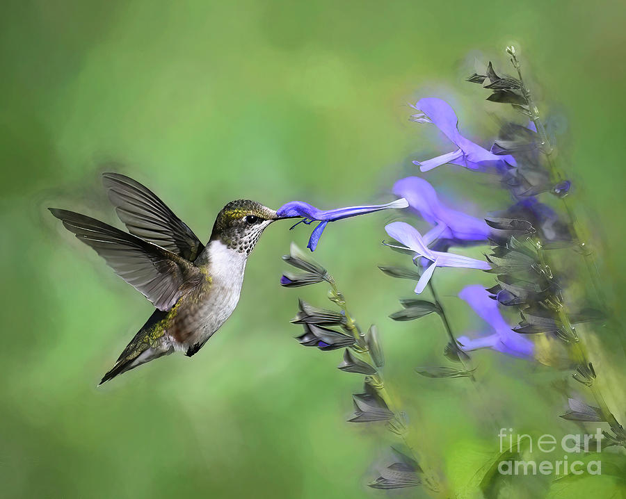 KerriFar's tweet photo. With a petal on his beak ~ https://t.co/WNvjaaa1AU ~ #HummingbirdMoments #NewRiverNature ~ https://t.co/gKorGqCxzq https://t.co/i7K0W5MFaJ