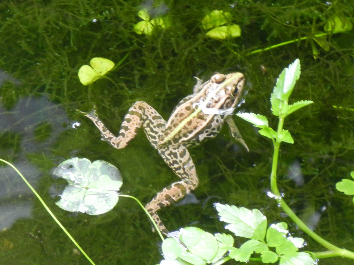 なにわエコスタイル なにわecoスクエアの屋上庭園に三匹目のトノサマガエルがやってきました 池の中に入り しばらく水面から顔を出していましたが 目を離したうちにいなくなっていました 屋上庭園のカエルたちはなかなか姿を見せてくれませんが 運が