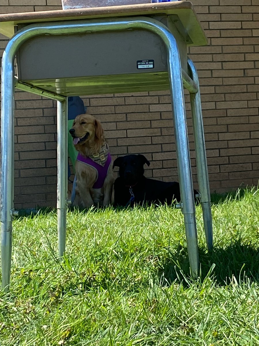 mkchaffee1's tweet photo. @callieseaman22 Photo proof!! He loved it! He even made a new friend! 🥺💕 https://t.co/56Z6MKvm9S