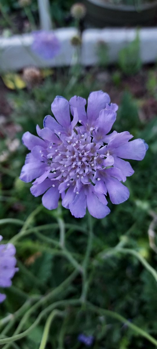PerishedGarden's tweet photo. #RedTuesday ? No, it's #PURPLE week! Today I have the #spiderplant ? #pincushionflower ? I don't remember, I couldn't find the little paper thing. ๐คทโโ๏ธ
#flowers #plants #Garden #diygarden #blooms #MarsTuesday
Looked it up. It's Pincushion ๐ฎ๐ https://t.co/TyBzRB1ism