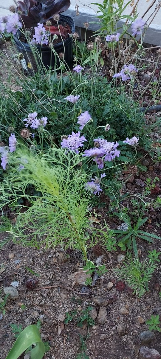 PerishedGarden's tweet photo. #RedTuesday ? No, it's #PURPLE week! Today I have the #spiderplant ? #pincushionflower ? I don't remember, I couldn't find the little paper thing. ๐คทโโ๏ธ
#flowers #plants #Garden #diygarden #blooms #MarsTuesday
Looked it up. It's Pincushion ๐ฎ๐ https://t.co/TyBzRB1ism