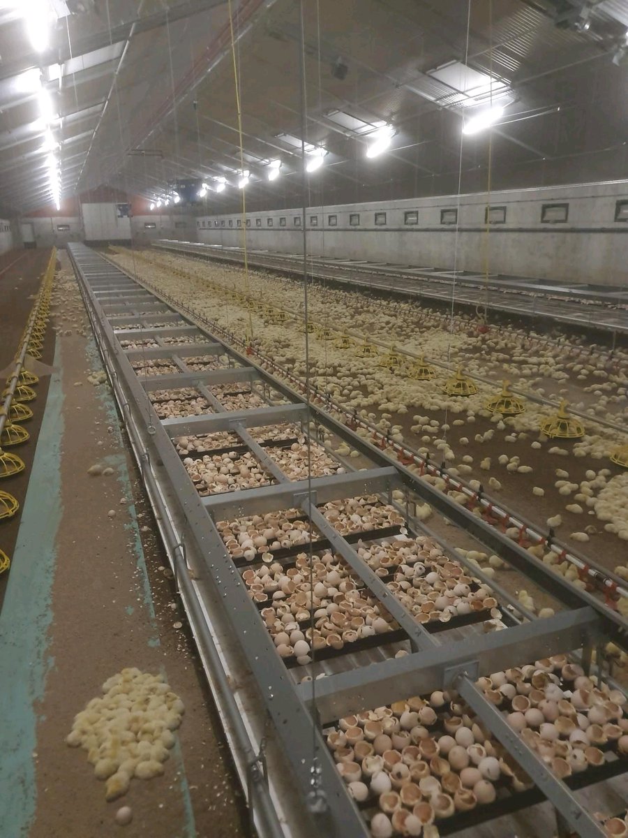 RADVAN🐓🥚🐥 tweet media