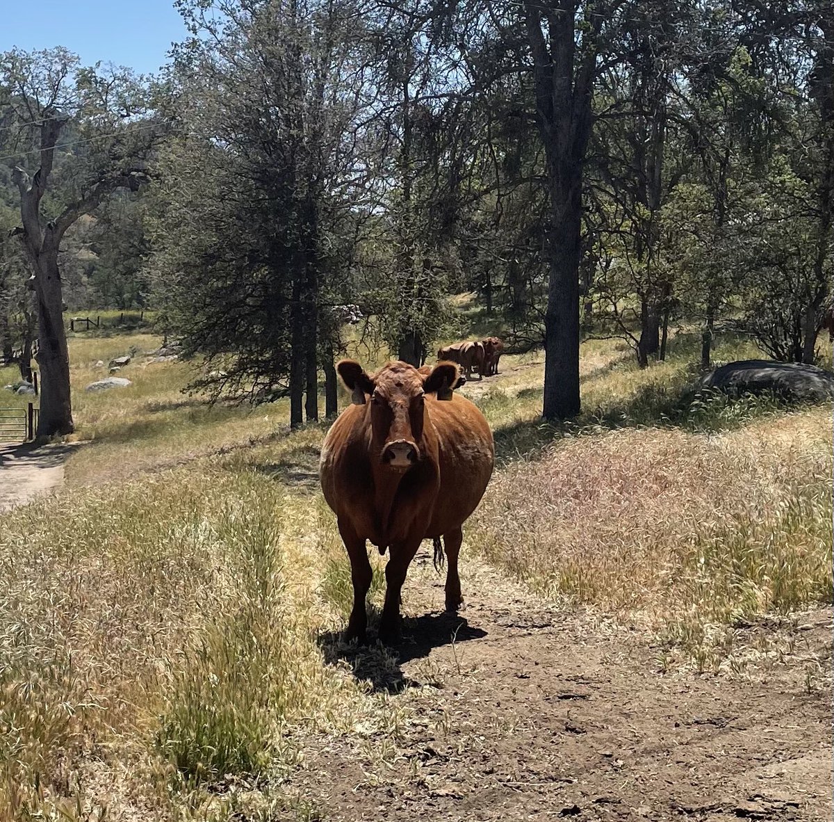 It isn’t often that my ranching and physics background intersect, but consider this spherical cow…