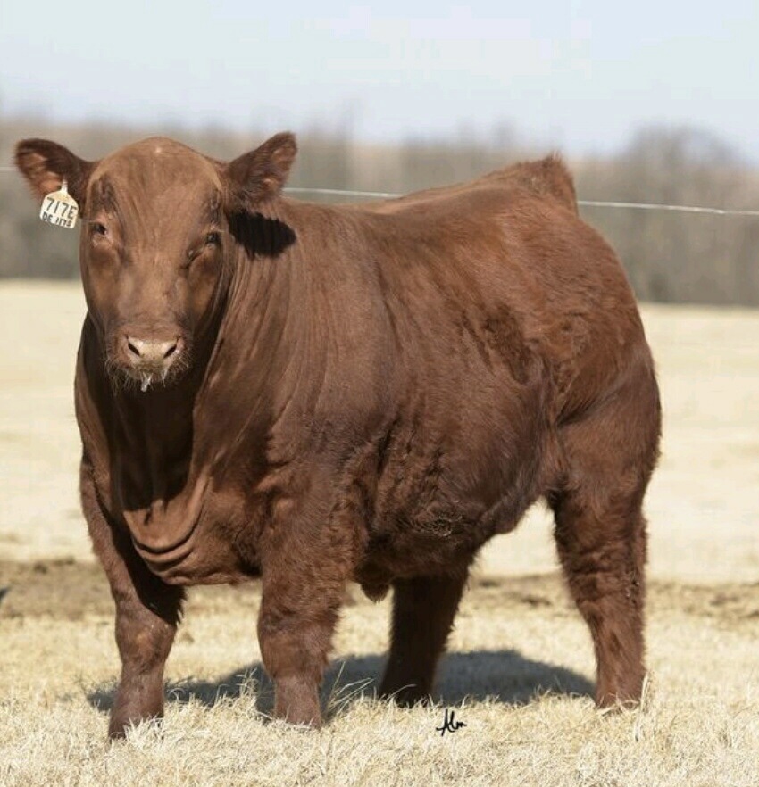 PrimariusReds's tweet image. Sometimes you come home for all the right reasons…..and I did; the opportunity to breed LCA Merle 717E x our females is a once in a lifetime opportunity.