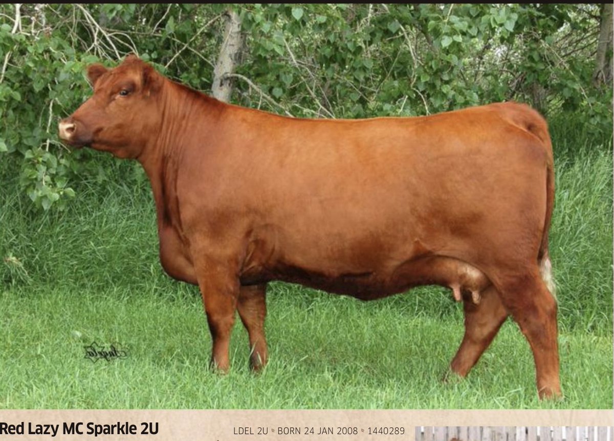 PrimariusReds's tweet image. Sometimes you come home for all the right reasons…..and I did; the opportunity to breed LCA Merle 717E x our females is a once in a lifetime opportunity.