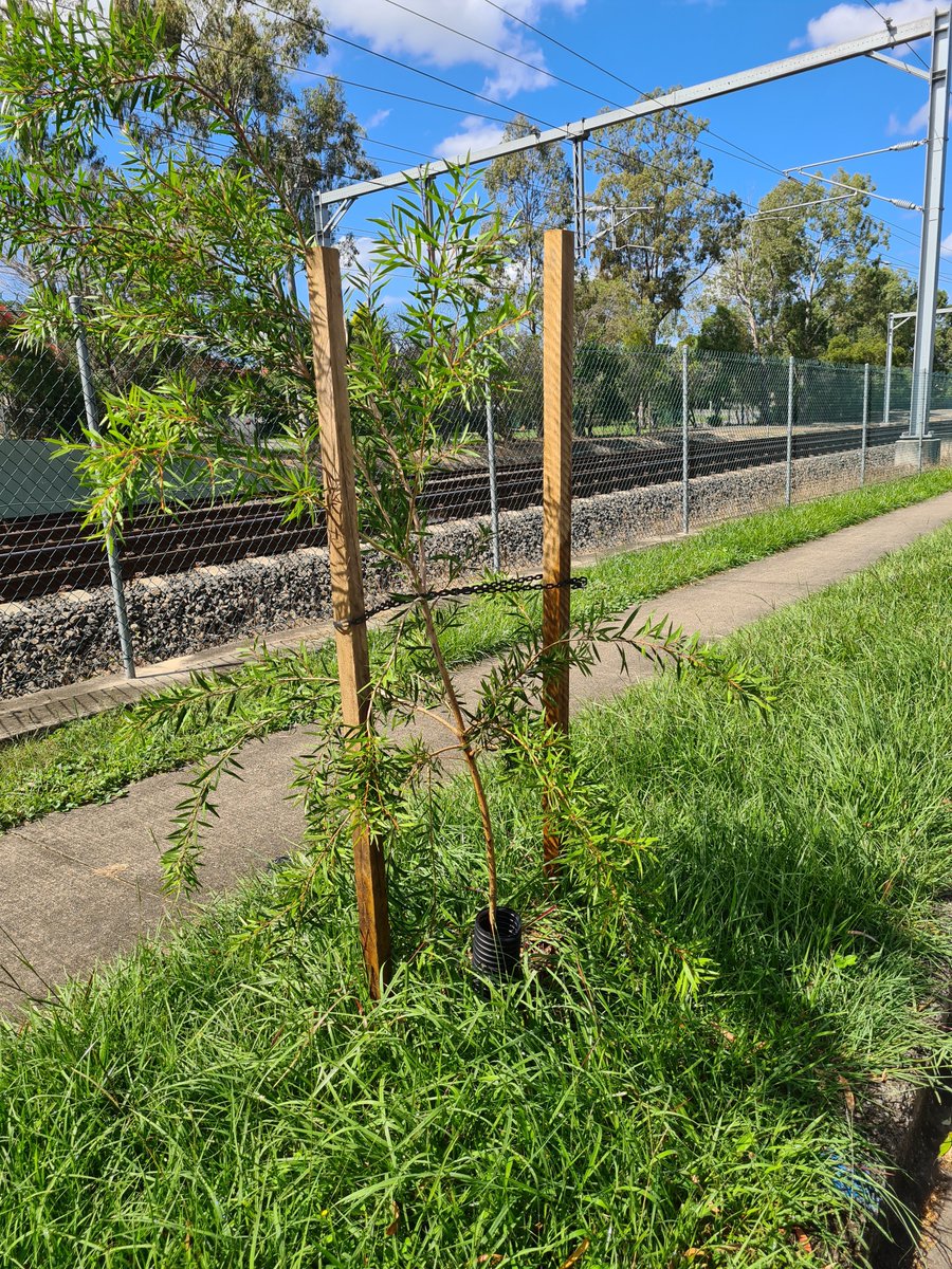 AnthonyAJaKelly's tweet photo. Street Tree Planting along the urban rail corridors... City of Brisbane...  Bottlebrush formally known as callistemon now referred to as 'Melaleuca species' (italicised) will grow under power lines and attract birds and bees and provide shade for walkers and car parking... AoK https://t.co/Tdo8Fqxjq6