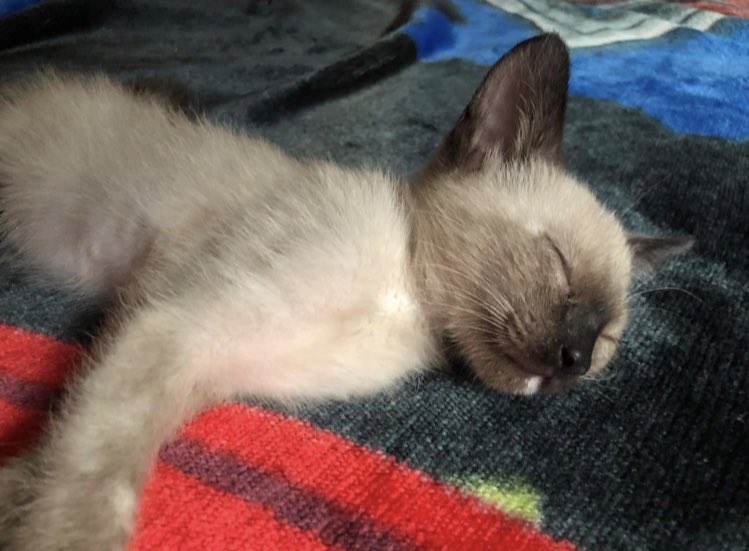 JenerDMT's tweet photo. Encontre un michi k me seguía en la calle y me encariñe, le llame milanessa :D https://t.co/G50JrcMmsZ