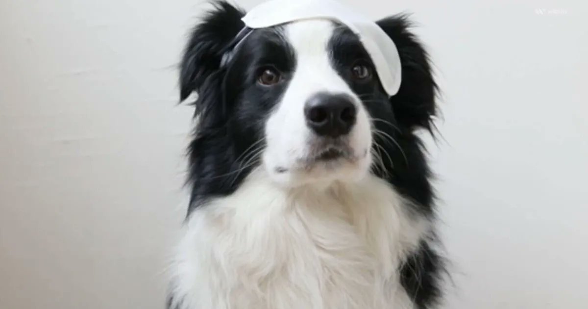poor_puppy's tweet photo. New study says humans are responsible for puppy dog eyes https://t.co/YdEQg2RwNq https://t.co/DcqDdNKe8y