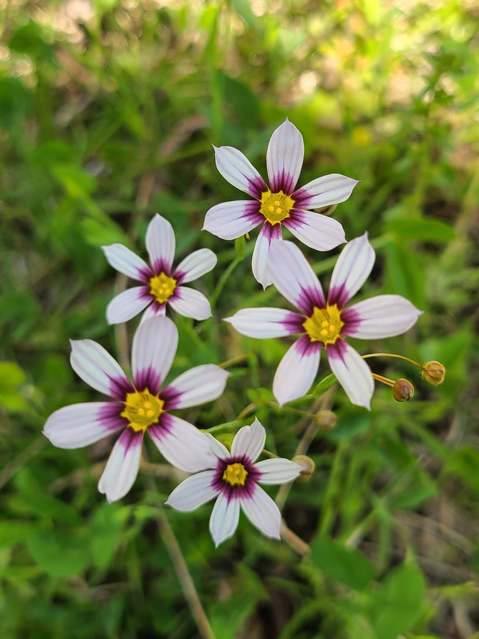 らん Tlを花でいっぱいにしよう 花 庭の花 庭石菖 ニワゼキショウ 花言葉 繁栄 愛らしい人 T Co Gfpnlyqmlt Twitter