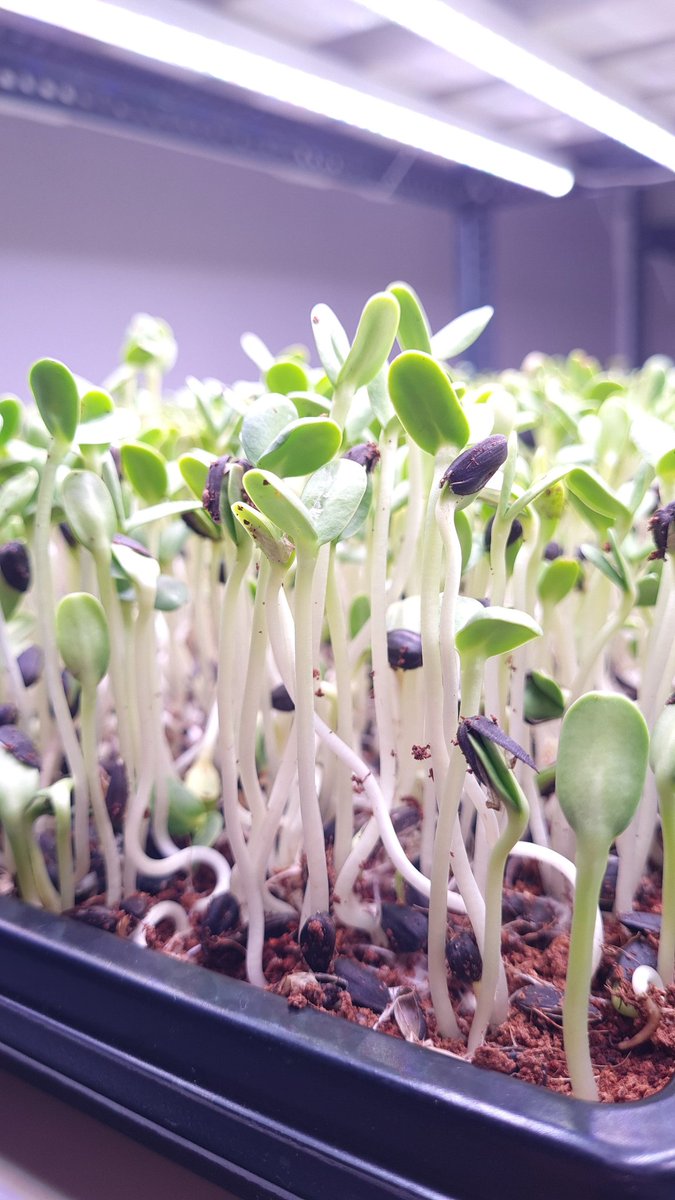 SuperLeafFarms's tweet photo. #Sunflower #microgreens are a complete #plantprotein. They contain all of the essential amino acids, and are also particularly high in #Zinc which has a range of benefits including a boost to the immune system and digestive regularity. https://t.co/ow47LiKe5o