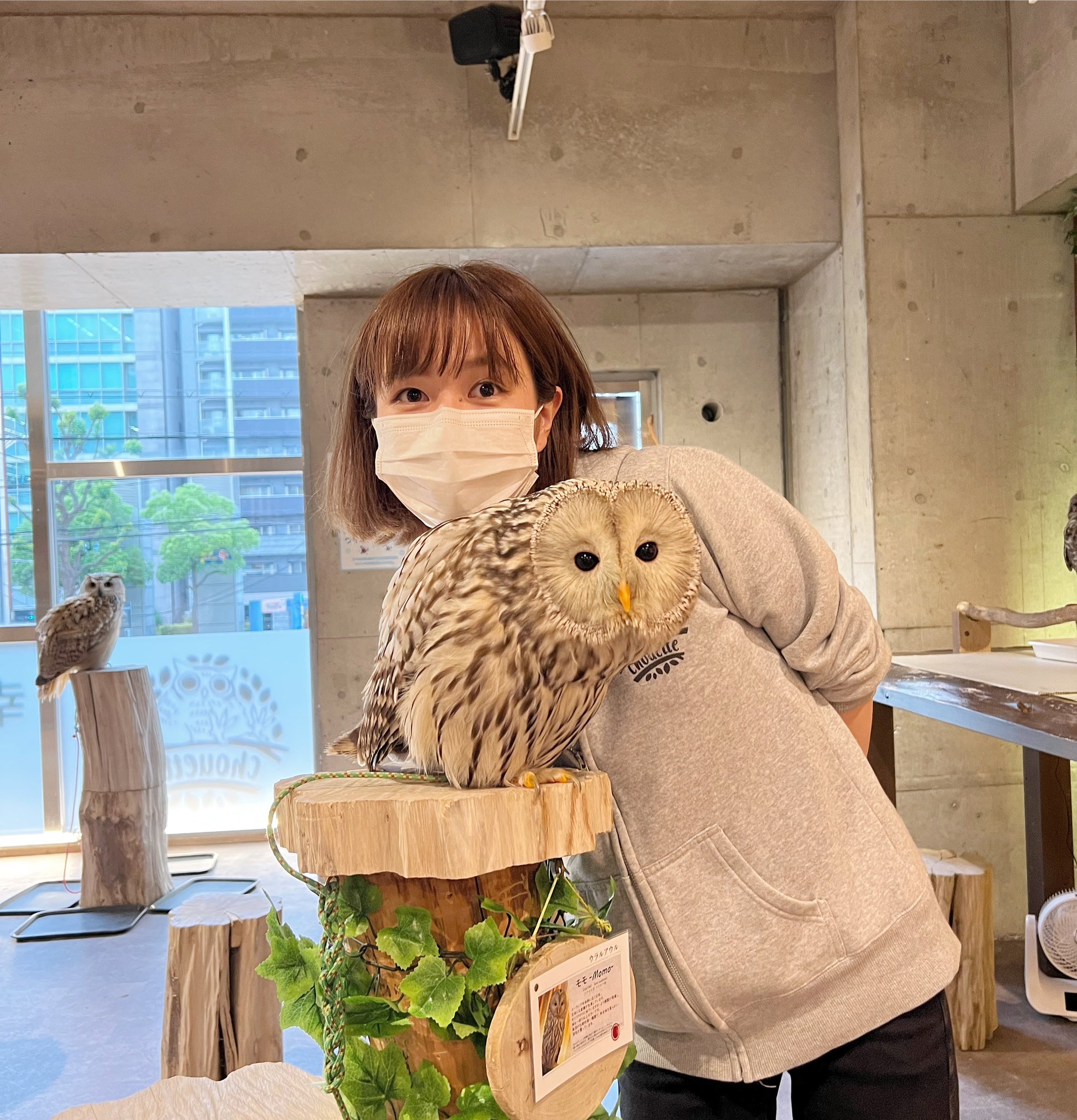 大阪心斎橋 フクロウカフェchouette シュエット Owlcafe Chouette モモ Amp 店長 2人でchoo Choo Train Owlcafe Chouette Photo Owl Owlstagram Osaka Shinsaibashi Owlcafe 大阪 大阪観光 心斎橋 心斎橋カフェ アニマルカフェ