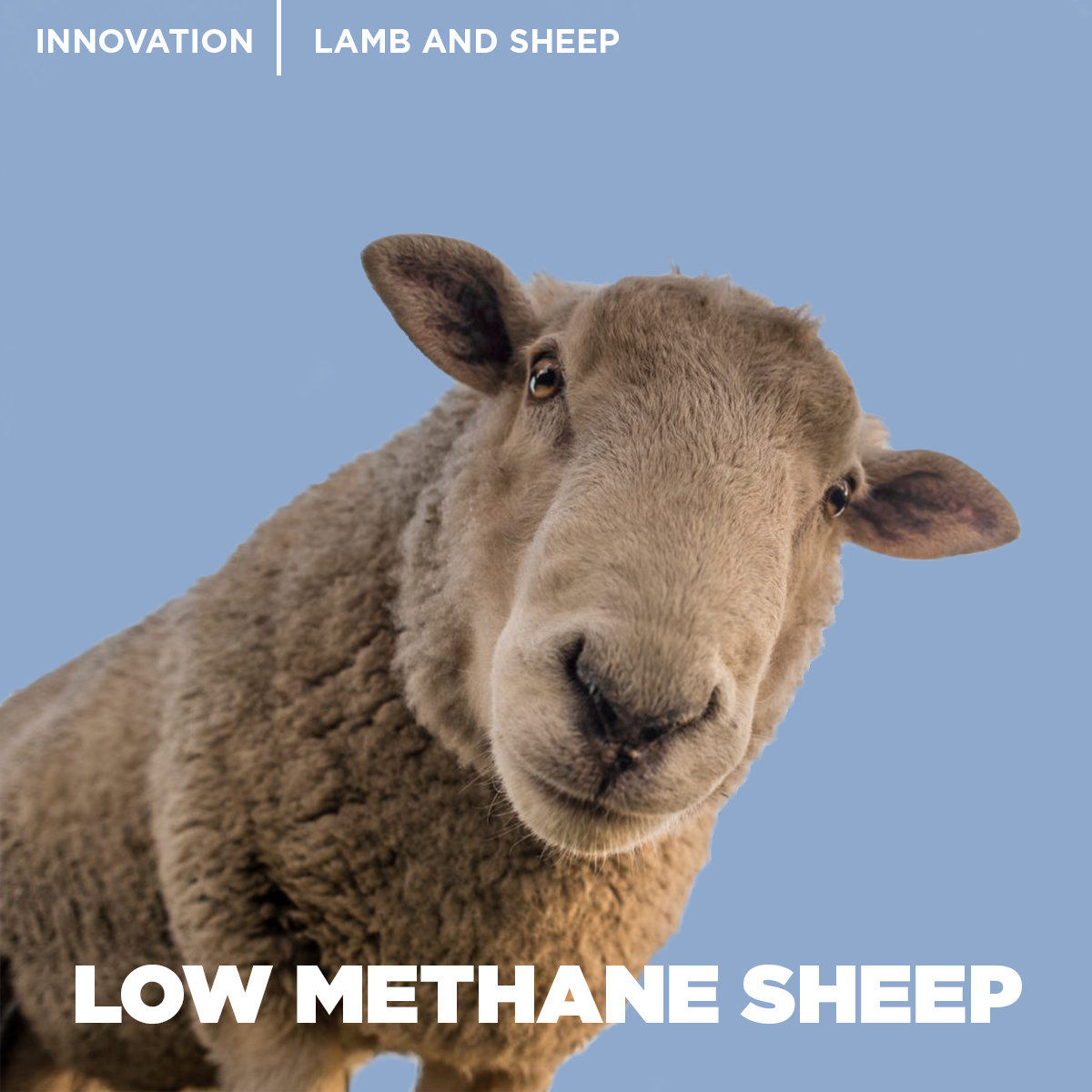Did you know that <a href="/AgResearchNEWS/">AgResearch</a> has been at the centre of advancing a global first – a low methane sheep?

Here are some of the other innovations keeping NZ at the forefront of the industry: beeflambnz.co.nz/news/2021/5/19…

#NZLambDay #innovation #emissions #nzfarming