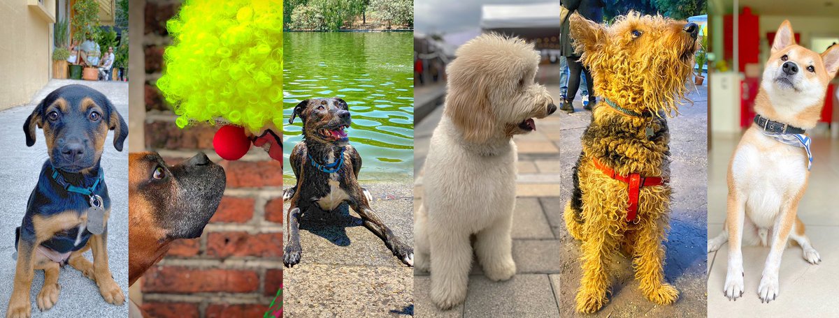 JuvenalMakoszay's tweet photo. #nftphotography #nft #photography #dogtheme #dogstheme #dogsoftwitter https://t.co/8QOJklP7CU