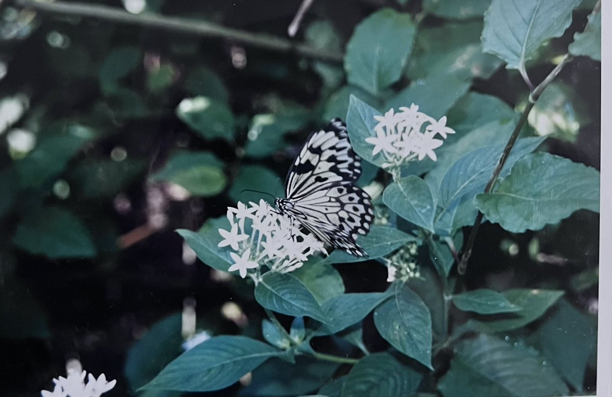 DaddysMarbleyes's tweet photo. #DailyPictureTheme @DailyPicTheme2 #BUTTERFLY #yellowone #FakahatcheeStrand #thedayIdecided #ifIcoulddrivethere #Icoulddoanything #andthatmeanttetirement #pianowings #southFlorida #2003 https://t.co/ho3bLL9m2B