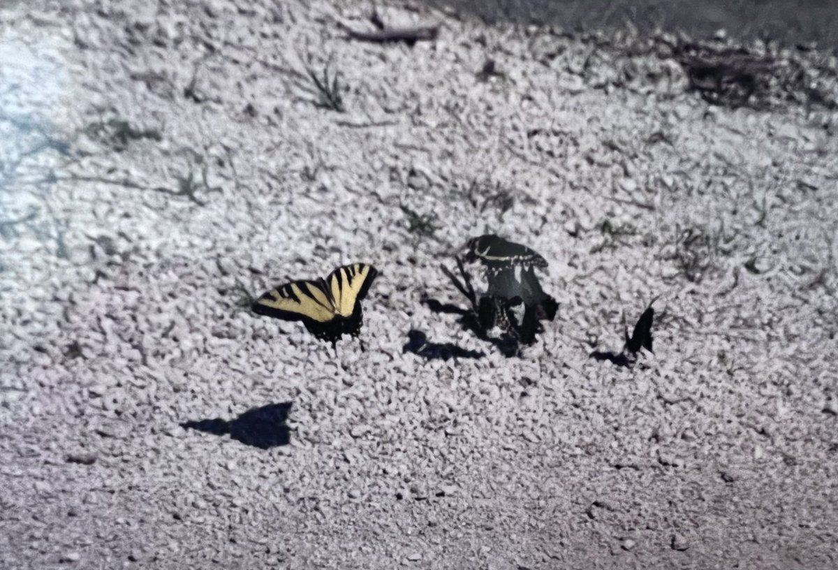 DaddysMarbleyes's tweet photo. #DailyPictureTheme @DailyPicTheme2 #BUTTERFLY #yellowone #FakahatcheeStrand #thedayIdecided #ifIcoulddrivethere #Icoulddoanything #andthatmeanttetirement #pianowings #southFlorida #2003 https://t.co/ho3bLL9m2B