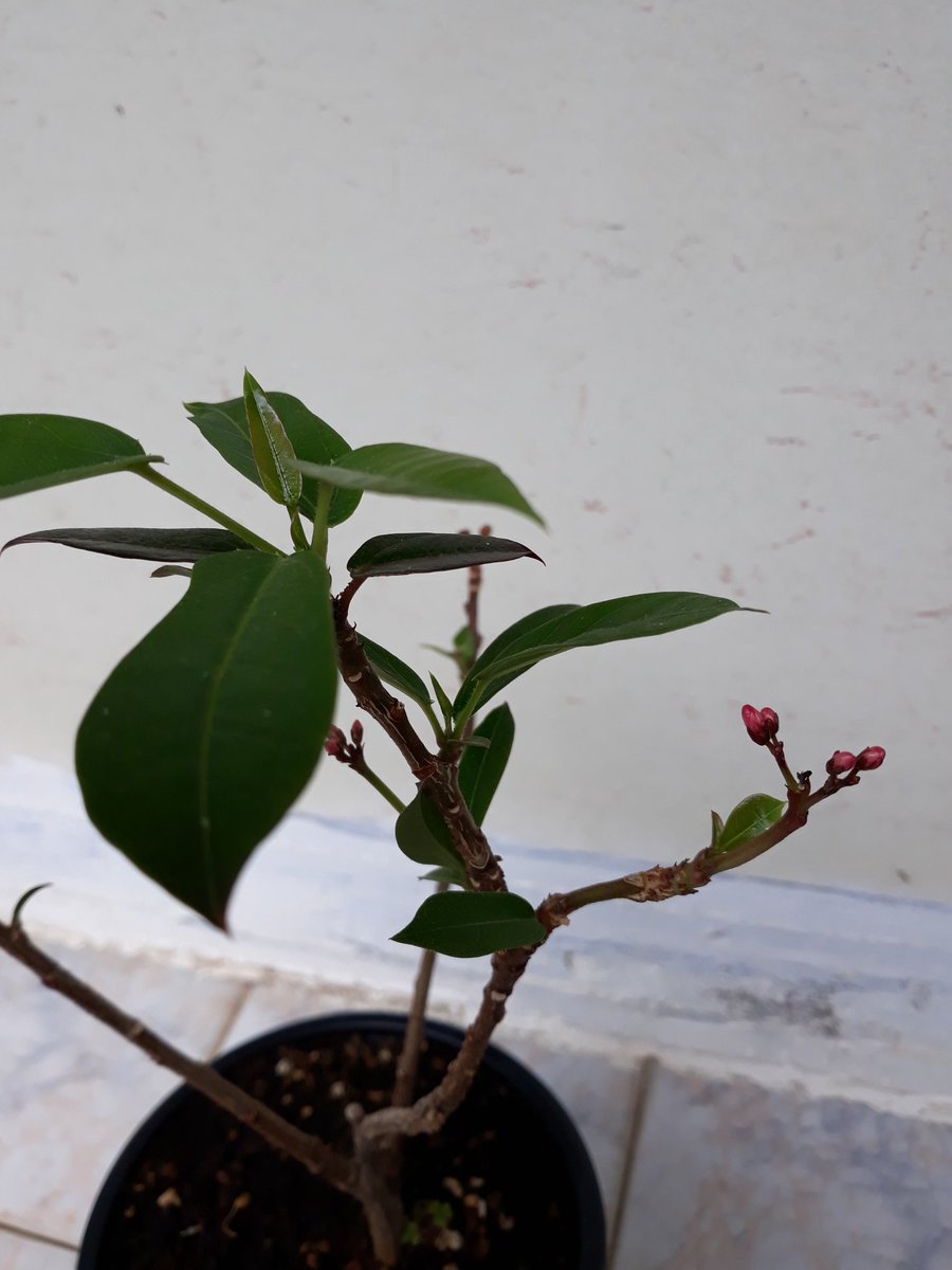 화초 이름이 무엇인가요?
궁금해요