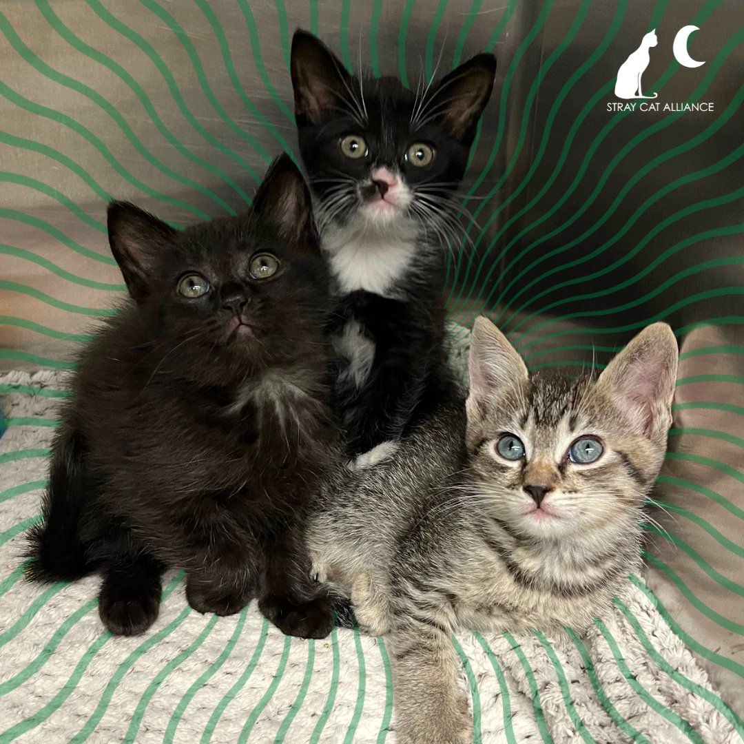 Catalyst Pet tweet media