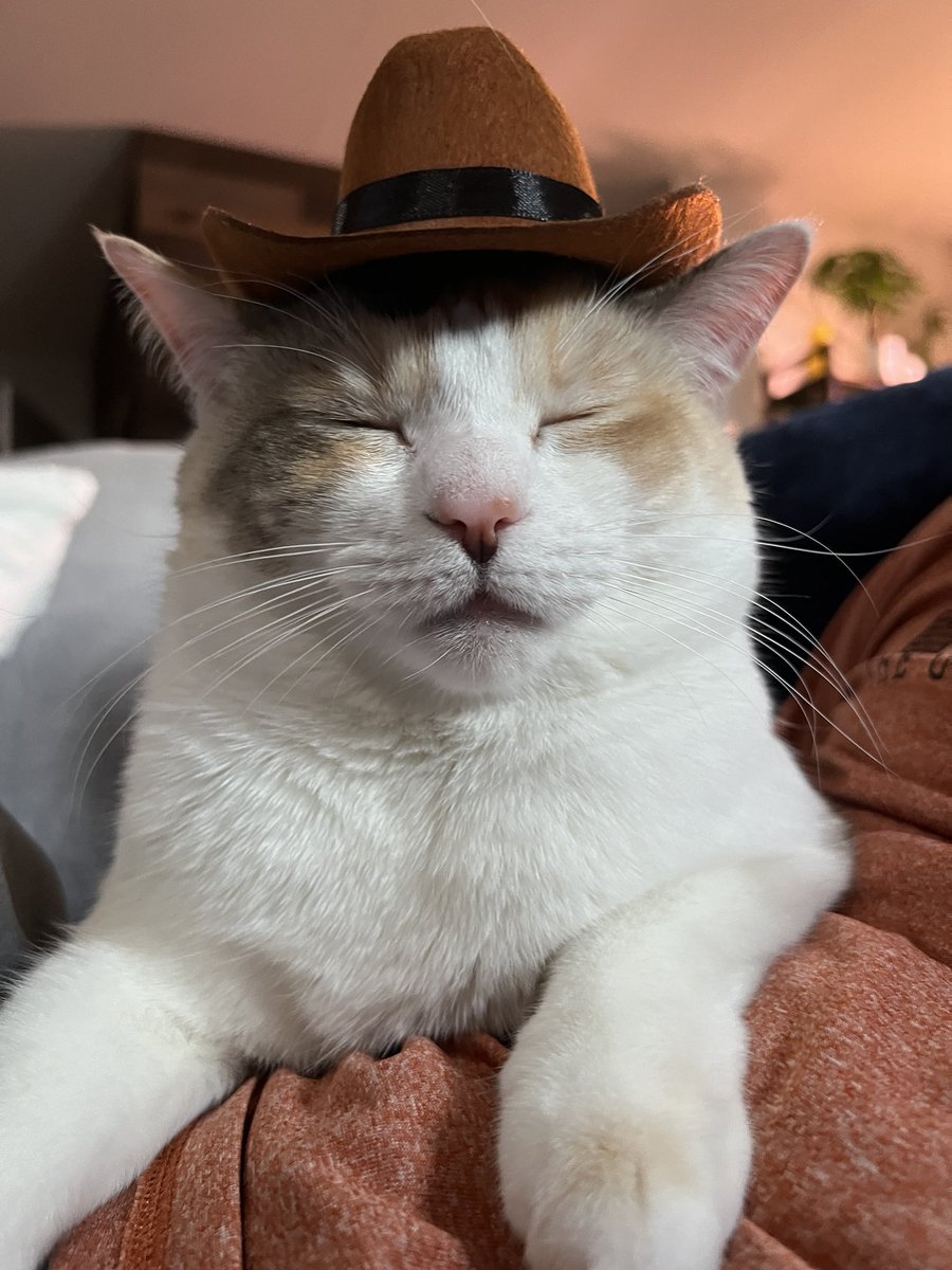 Meowdy