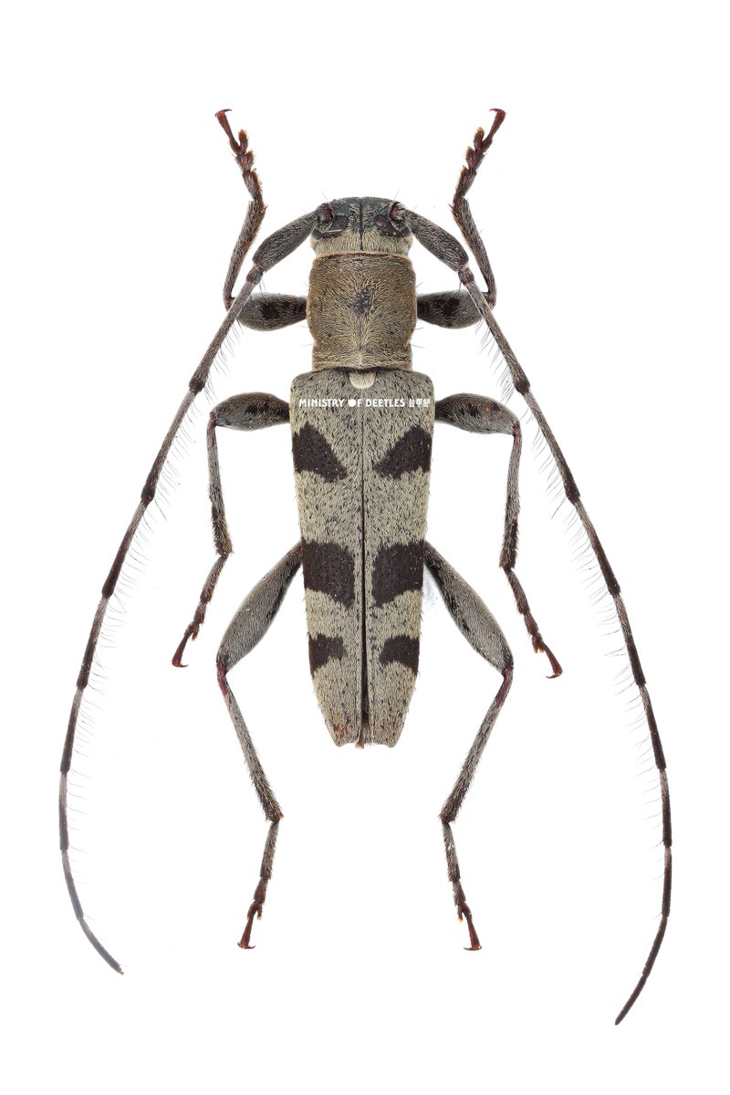 Uitsiann Ong (@BirdWang3) / Posts / X