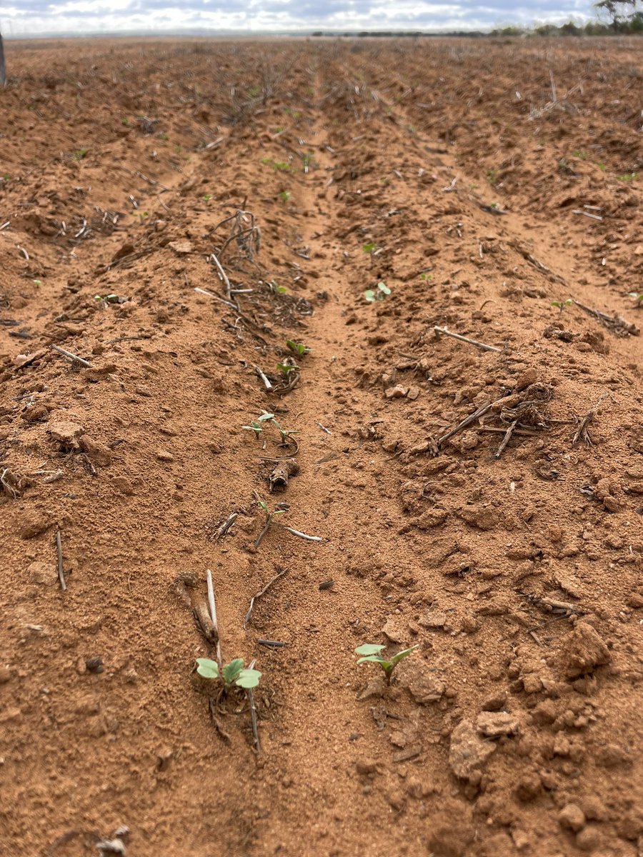 My first look at some Truflex canola outside of small plot trials - #NuseedEmu sown into a paddock chemically fallowed in 2021, emerging nicely despite the dry conditions in the last couple of weeks