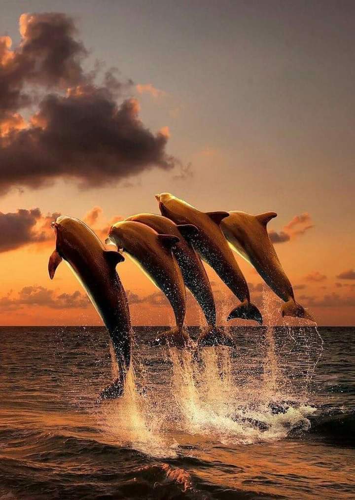 Sari_Friends1's tweet photo. ❃❃ RELAXING WEDNESDAY 💕🐬💕
#naturelovers #nature #NatureBeauty https://t.co/Bfy0LaTLjP