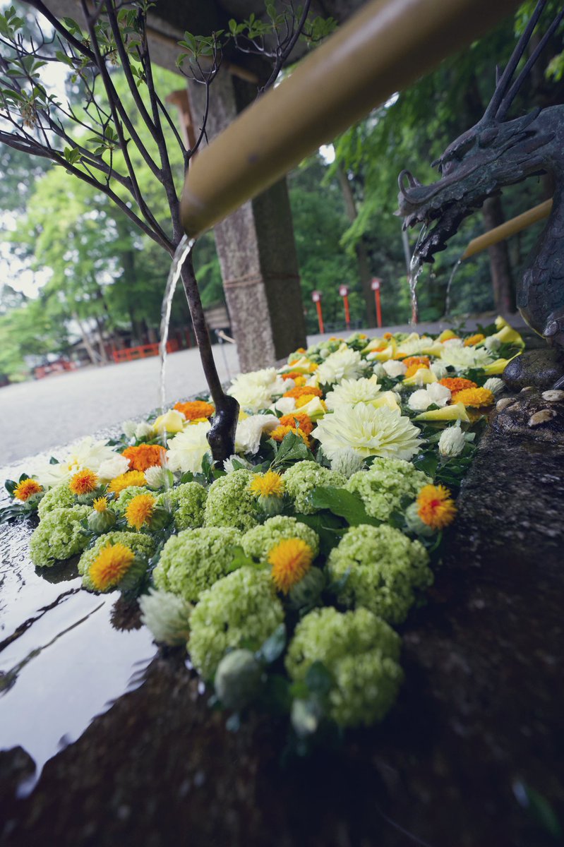 yamyamnn's tweet photo. 日吉大社の花手水

千寿菊を使ってます

素敵です

#滋賀県　#大津市　＃花手水　＃日吉大社 https://t.co/0s0X6tWzWl