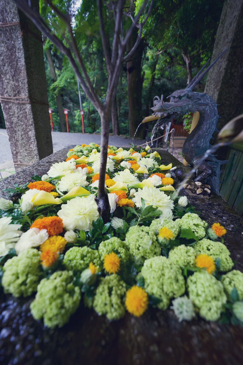 yamyamnn's tweet photo. 日吉大社の花手水

千寿菊を使ってます

素敵です

#滋賀県　#大津市　＃花手水　＃日吉大社 https://t.co/0s0X6tWzWl