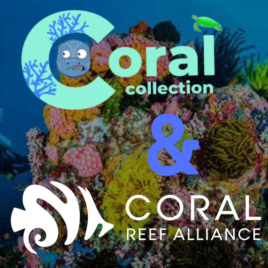 CollectionReef's tweet image. Shoutout to our brand partners👇

We are proud to be partnered with an organization that is constantly striving to do more for planet 

Check Out Coral Reef Alliance!

They are constantly working hard and diligently making a bigger impact in the world 
#makingadifference #nft