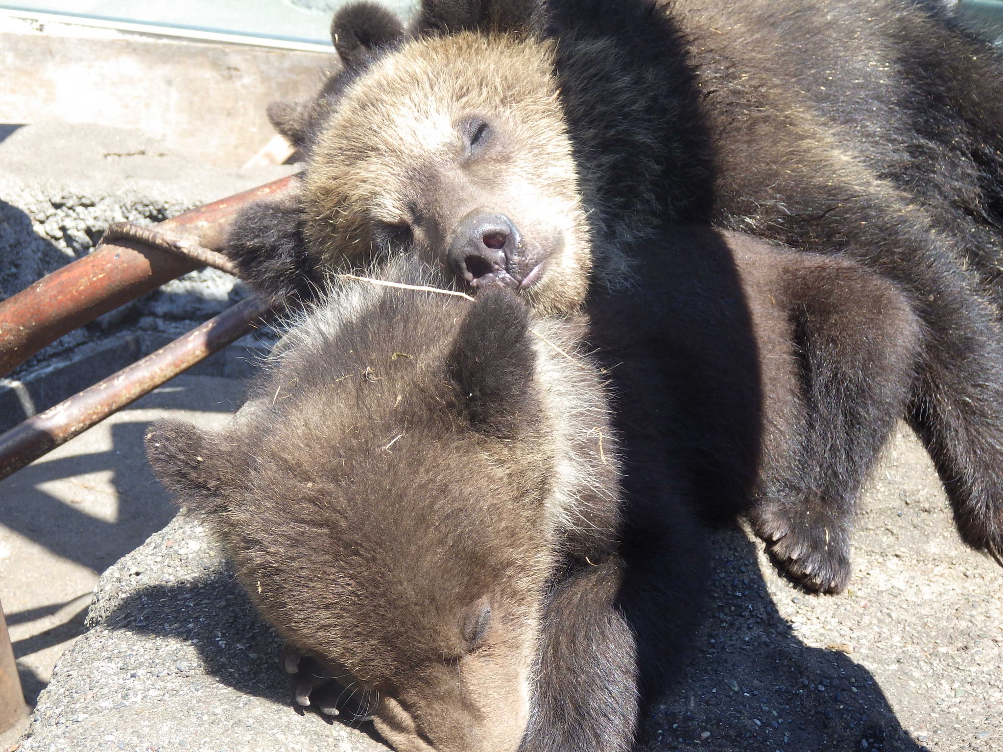 のぼりべつクマ牧場 公式 子グマは寝ているだけでも可愛い 成獣は寝ていても迫力がある みんな違う いいところ のぼりべつクマ牧場 T Co 5odvscij8f Twitter