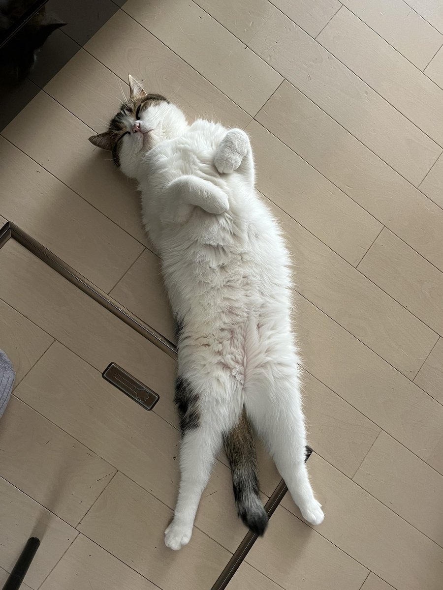猫さんがお腹を見せてくるのは さわって じゃないことがあり 撫でるとおキレになる うちの猫まさにそれ Togetter