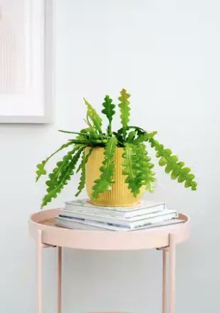 MelissaJane06's tweet photo. Introduce some greenery into your home with these recommendations to help spruce up your interior! https://t.co/R18hRmz6Wk https://t.co/Kih1vsN9jm