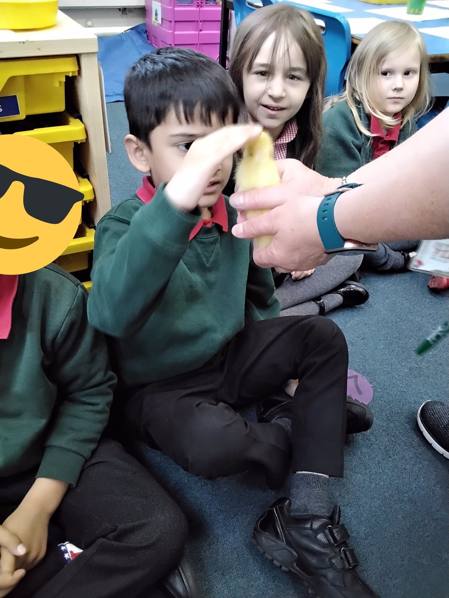 ypsPuffin's tweet photo. We enjoyed stroking the ducklings. They were soft and fluffy. @yardleyprimary @WiderYps #inspire #aspire #teamwork https://t.co/ls7U7LvX1q