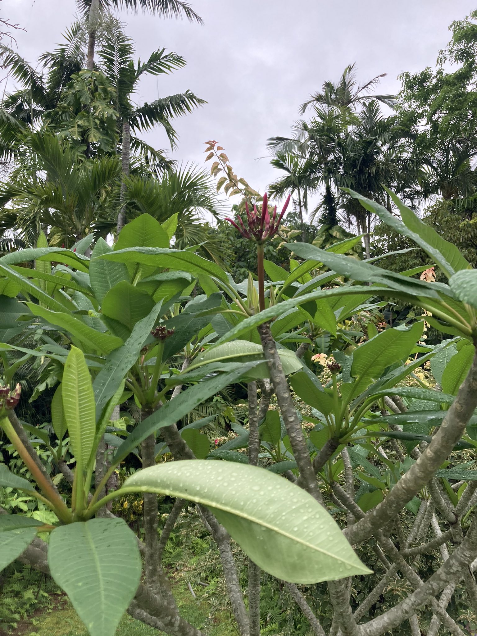 美らヤシパークオキナワ 東南植物楽園 公式 先発プルメリア部隊 蕾準備okです 東南植物楽園 沖縄観光 美らヤシパークオキナワ 美らヤシ タピックグループ プルメリア T Co Ocyw3ys7qn Twitter