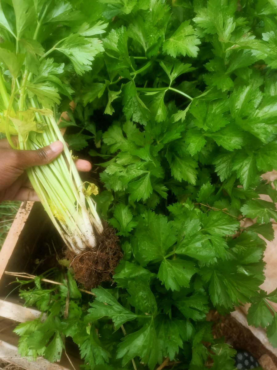 gatwiri_c's tweet image. Roots can tell you a lot about the health of your crops

#rootcheck
#GardeningTwitter