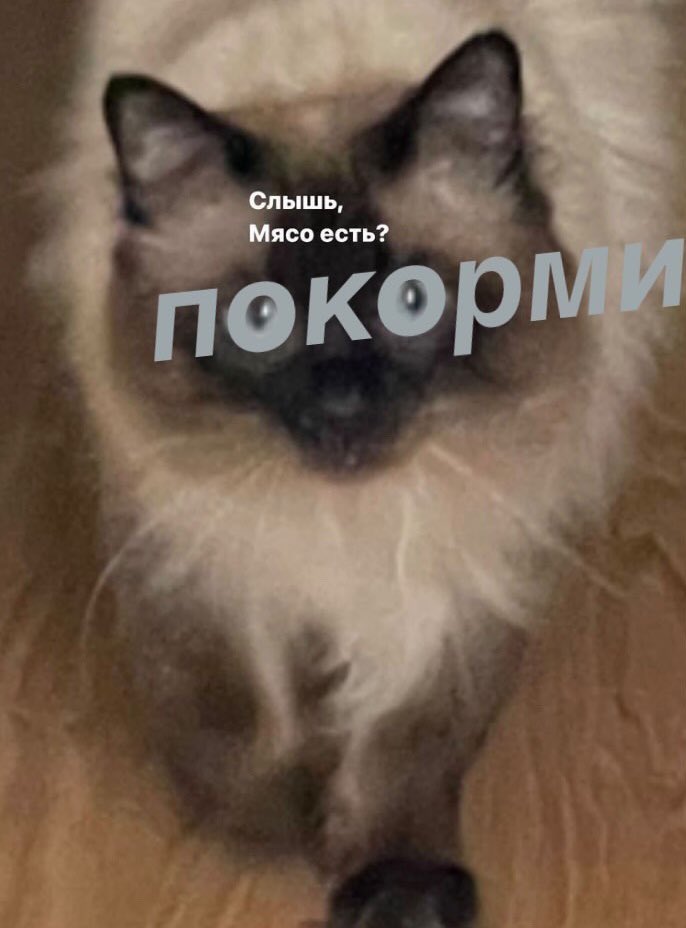 deus_oscula's tweet photo. Имею честь представить вам…Самый лучший «шерстяной» нашего времени  - Александр Санчес Санёк Санчелло Ахтыжирнаяжопович https://t.co/JFLIJJrSdw
