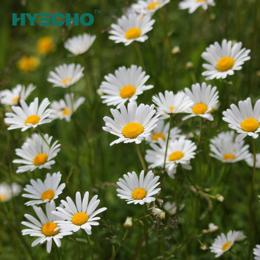 HyechoTools's tweet photo. 🔥HYECHO TOOLS 🔥
👉https://t.co/ouYaKlPbJV👈
#Hyecho #powertools #woodworker #woodworking #hyechotools #GardeningTools #woodworkingfun https://t.co/JyoP0KClXG