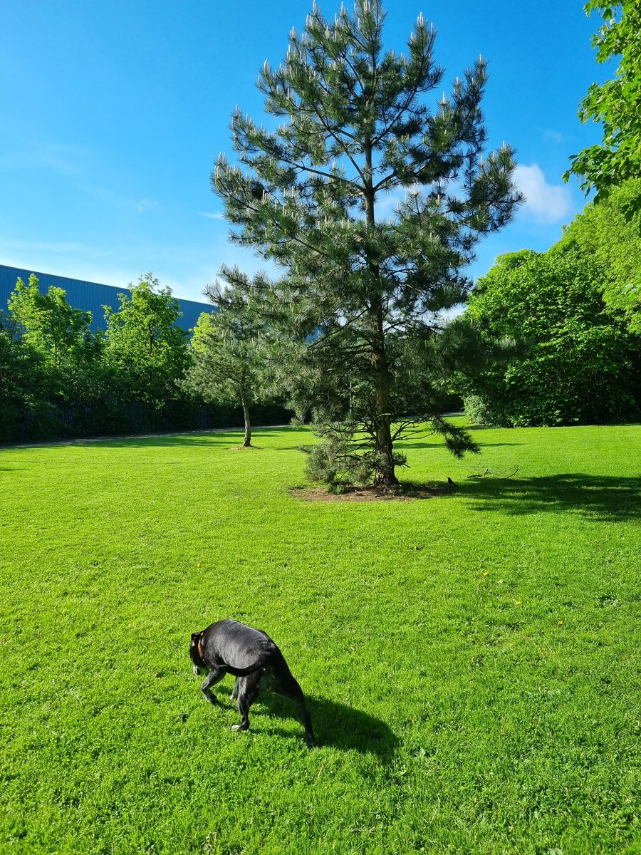 Nightowl400's tweet photo. Another sunshine walk with Madam Ebs...I could get used to this lifestyle as long as I continued to get paid and my nose stopped running 🙈🤣 #covidisolation #makingthebestofthings 🦠😷🦠 https://t.co/d5LqyO1L3y
