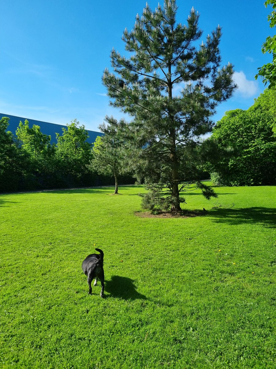 Nightowl400's tweet photo. Another sunshine walk with Madam Ebs...I could get used to this lifestyle as long as I continued to get paid and my nose stopped running 🙈🤣 #covidisolation #makingthebestofthings 🦠😷🦠 https://t.co/d5LqyO1L3y