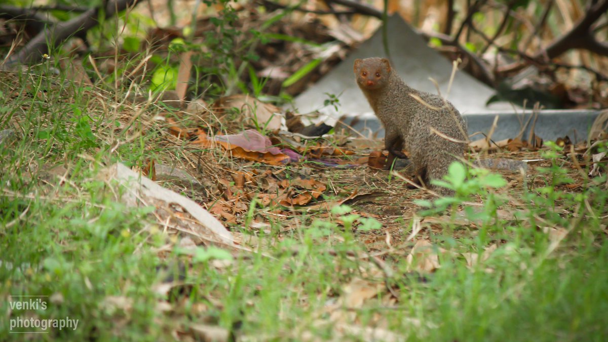 Indian grey mongoose
#naturein_focus #nocturnal_animals #natgeoindia #nhm_wpy #natgeowild #natgeomagazine #eyewinawards #wowplanet #wildlifephotography #wildtamilnadu_official #wild #wildlifeonearth