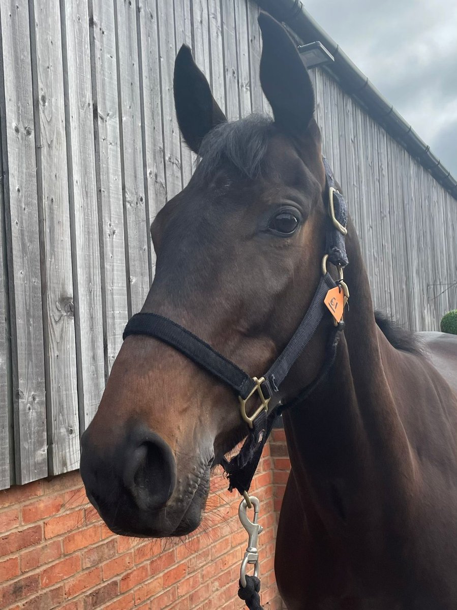 thorough_bid's tweet photo. VICTORY CLUB ready for his big day!

🤝 Purchased @DSkeltonRacing | £20,000
🏇 Runs @Southwell_Races (6:50pm)
💰 Win would trigger £15,000 #Point2Rules Bonus

Good luck!! https://t.co/1jOpiG3k89