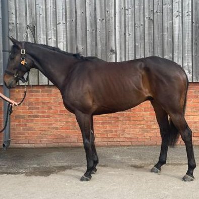 thorough_bid's tweet photo. VICTORY CLUB ready for his big day!

🤝 Purchased @DSkeltonRacing | £20,000
🏇 Runs @Southwell_Races (6:50pm)
💰 Win would trigger £15,000 #Point2Rules Bonus

Good luck!! https://t.co/1jOpiG3k89
