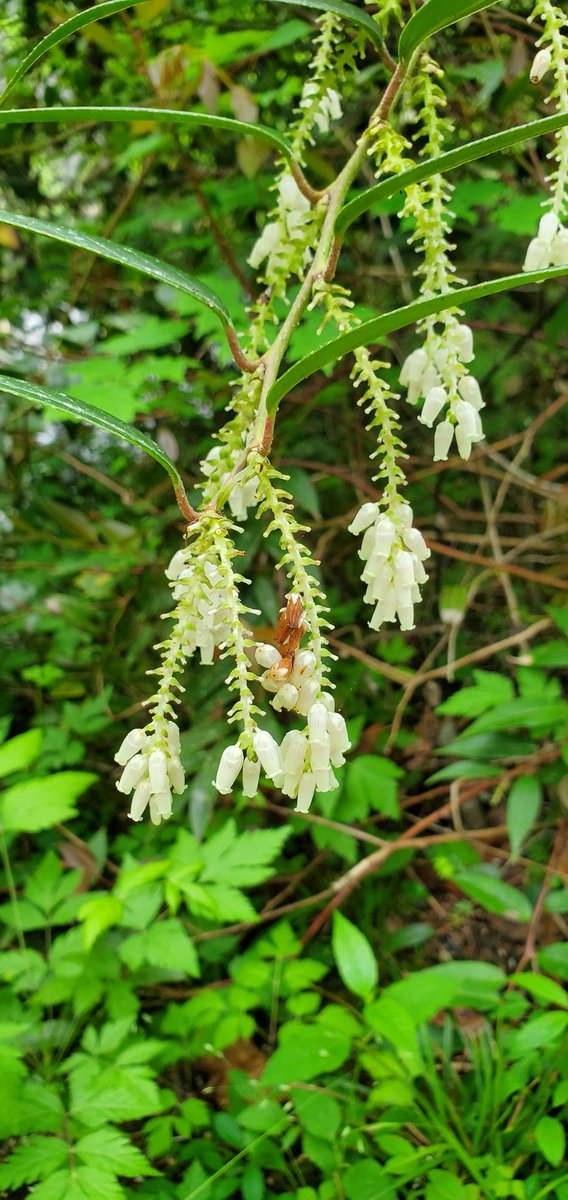 JessicaLeaOaks's tweet photo. Doghobble is a poisonous plant that grows wild in my area. Happy witchy Wednesday everyone! https://t.co/t0aFzaVxSL