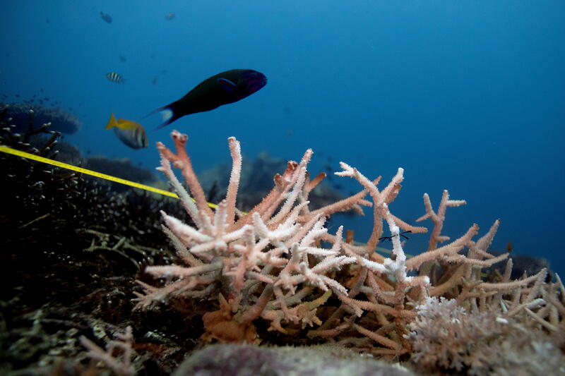Reuters's tweet photo. The world's oceans in 2021 grew to their warmest and most acidic levels on record, while melting ice sheets helped push sea levels to new heights, the World Meteorological Organization said https://t.co/RpYO8gqm95 https://t.co/srQAQ8UlXF