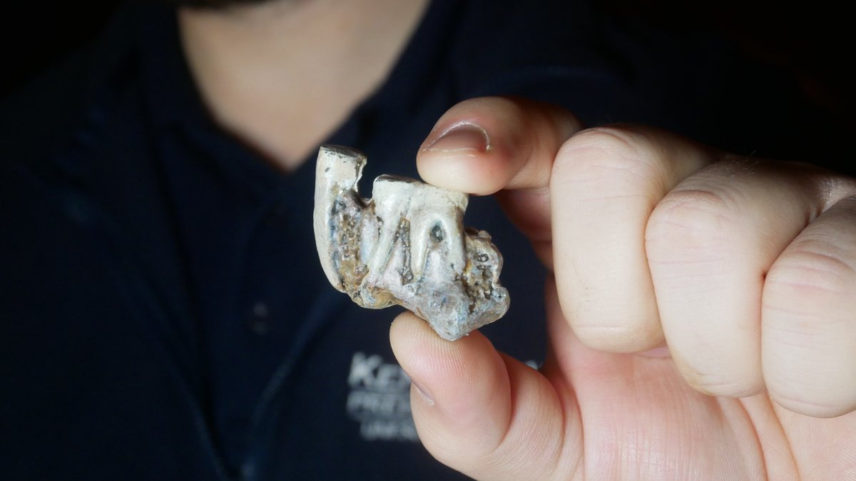 RivieraGeopark's tweet photo. #AroundTheGeopark with #KentsCavern
The oldest human fossil ever found in the UK was found in @Kents_Cavern back in 1927.
The jawbone has been radio-carbon dated at 41,000-44,000 & means the caves were once home to humans like us, a long time ago!
https://t.co/Dke1mVZDlD https://t.co/k5pouXdqNn